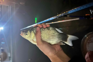 钓鱼知识 | 从停口到连竿，春钓鲫鱼这几种情况要离底！