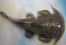 青石爬鮡是什么鱼？