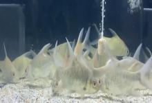 爪哇鲃鲤是什么鱼?