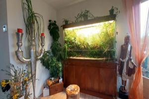 1米9的水陆缸,水下是椒草世界