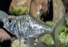 细尾长臀魮是什么鱼?