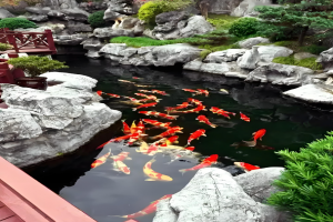 春日养鱼记:一缸碧水,半寸闲心