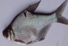 厚颌鲂是什么鱼?