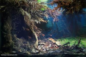 世界原生态造景大赛BADC的作品《Rio Olho d'água》（奥柳达瓜河），想不到德国的自然淡水如此绝美！