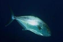 高体鰤是什么鱼?