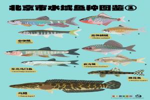 北京市水域鱼类大图鉴【第1期】