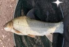 短头亮鲃是什么鱼?