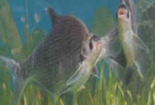 团头鲂是什么鱼?