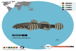 北京市水域鱼类大图鉴【第2期】