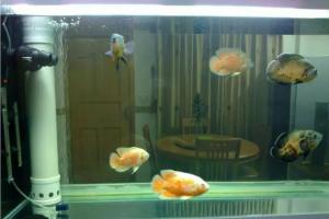 反气举，过滤水族箱水质环境的一种生化过滤器