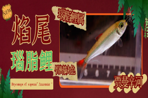来自塔帕若斯支流的瑙脂鲤鱼种·焰尾瑙脂鲤