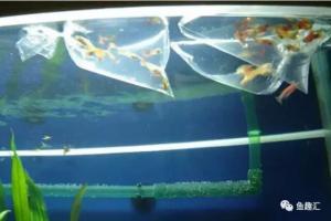 新鱼入缸要过水