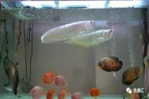 观赏鱼混养,怎样才能搭配出一缸充满艺术与和谐的观赏鱼