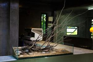 泰国的 Panuwat Kawsuwan，新原生缸鱼造景，用活的素材