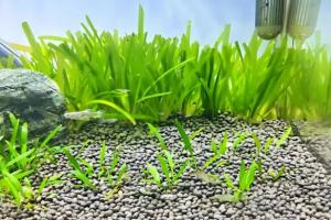 水草泥：鱼缸里的“土壤革命”，新手必看的生态造景指南