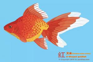 金鱼大图鉴③·文金