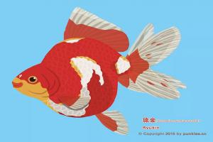 金鱼大图鉴⑦·琉金