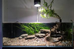 原生造景缸合集 | 原生态溪流缸