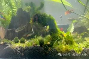 鱼缸水不透亮、雾蒙蒙?学会这几招,水质立马清澈见底