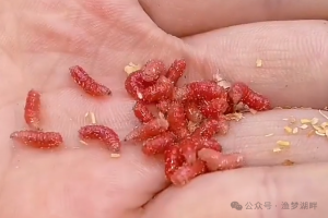 别再只用蚯蚓红虫钓鱼了！这10种虫饵钓鱼效果也不差！