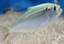 太平四须鲃是什么鱼？