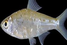 长臀魮是什么鱼？