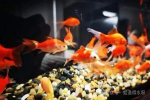 鱼缸放蛋白棉水还浑怎么办?鱼缸中的水浑浊了应该怎么办?