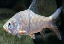 裂峡鲃是什么鱼？