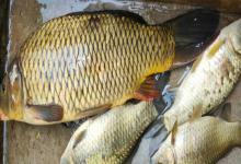 四须鲃是什么鱼？