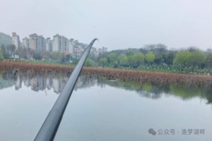 春季野钓别再乱找浅滩!这4种浅滩再近也别下竿,避开才能多上鱼
