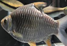 大鳞四须鲃是什么鱼？