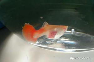鱼缸发现的小鱼苗是谁生的？——判断母鱼是否生产结束