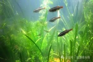 鱼缸有白雾怎么去除?为什么你鱼缸的水浑浊发白了,越换水越严重?