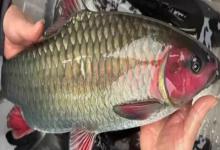 多鳞倒刺鲃是什么鱼？