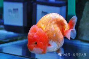 兰寿新开缸水浑浊多久变清?新鱼缸从零开始,怎么能养好一缸水?