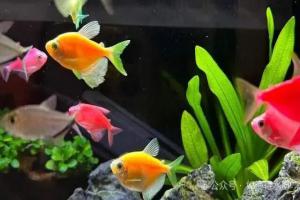 鱼缸水有点浑浊怎么回事?做好五个步骤,三天就清澈见底。
