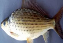 长背魮是什么鱼？