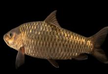 宽头四须鲃是什么鱼？