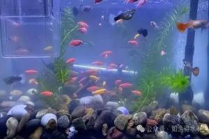 鱼缸里的水表面有泡沫是啥原因? 鱼缸水面有泡沫怎么回事?怎么消?