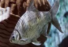 云南四须鲃是什么鱼？