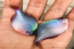 鳑鲏(pánɡ pí)鱼——原生鱼中的明星鱼种