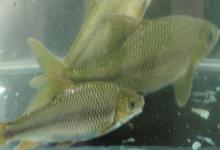 抚仙四须鲃是什么鱼？