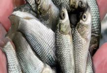 小四须鲃是什么鱼？