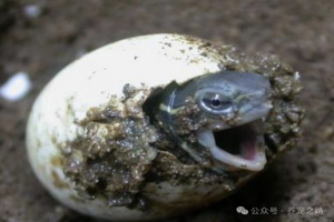 中国本土龟类大全——云南闭壳龟