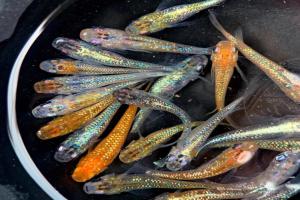 观背青鳉（jiāng）日常如何饲养？入坑指南收好