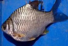 棱四须鲃是什么鱼？