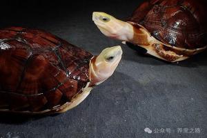 中国本土龟类大全——百色闭壳龟