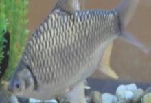 高体四须鲃是什么鱼？