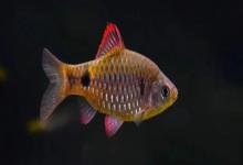 异斑小鲃是什么鱼？