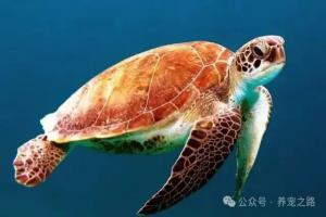 中国本土龟类大全——红海龟